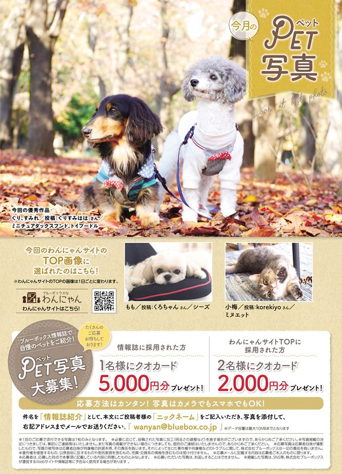 愛犬・愛猫写真を大募集